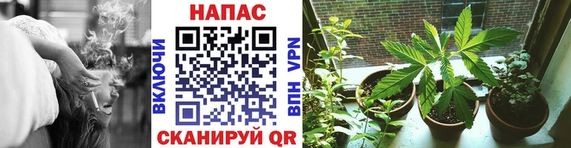маркетплейс как зайти  Ессентукская  Канабис ГИДРОПОН 